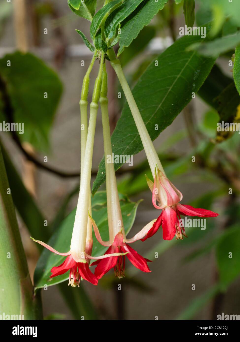 Rot Spitze weißen röhrenförmigen Blüten der zarten, buschigen, Sommer blühenden Fuchsia boliviana alba Stockfoto