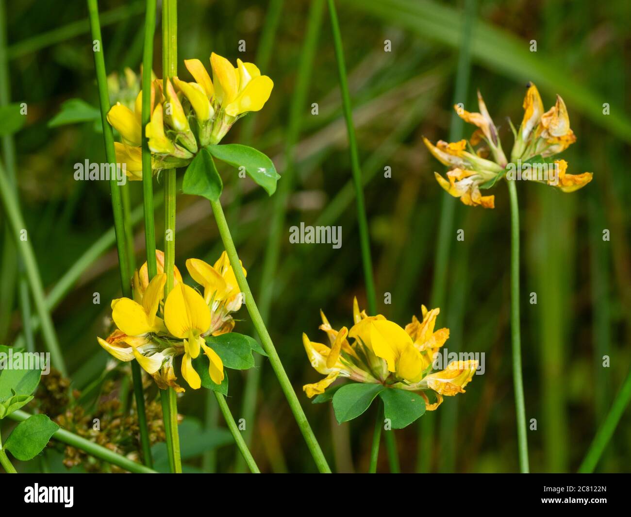 Gelbe Sommerblumen auf aufrechten Stängeln der UK Wildflower, Lotus pedunculatus, Großvogel-Fuß-Trefoil Stockfoto