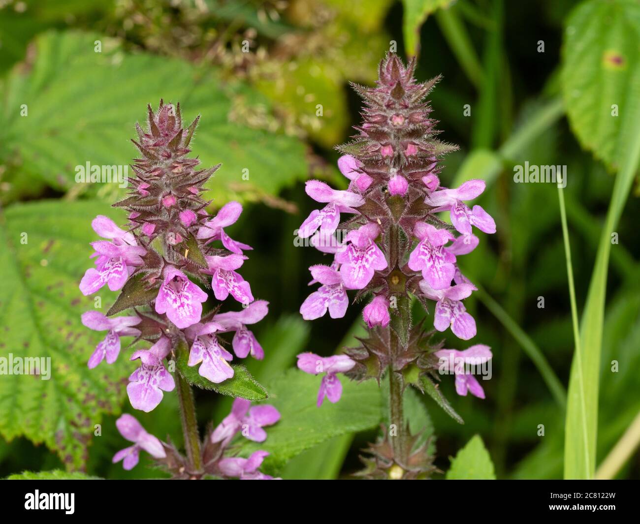 Sommerspitzen der rosa blühenden sterilen Hybride Woundwort, Stachys x ambigua (Stachys palustris x sylvatica). Stockfoto