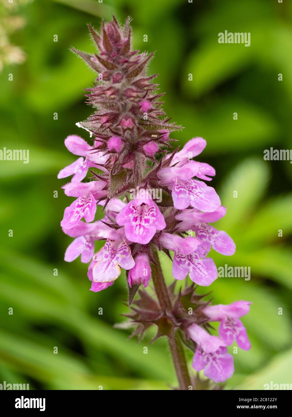 Sommerspitzen der rosa blühenden sterilen Hybride Woundwort, Stachys x ambigua (Stachys palustris x sylvatica). Stockfoto