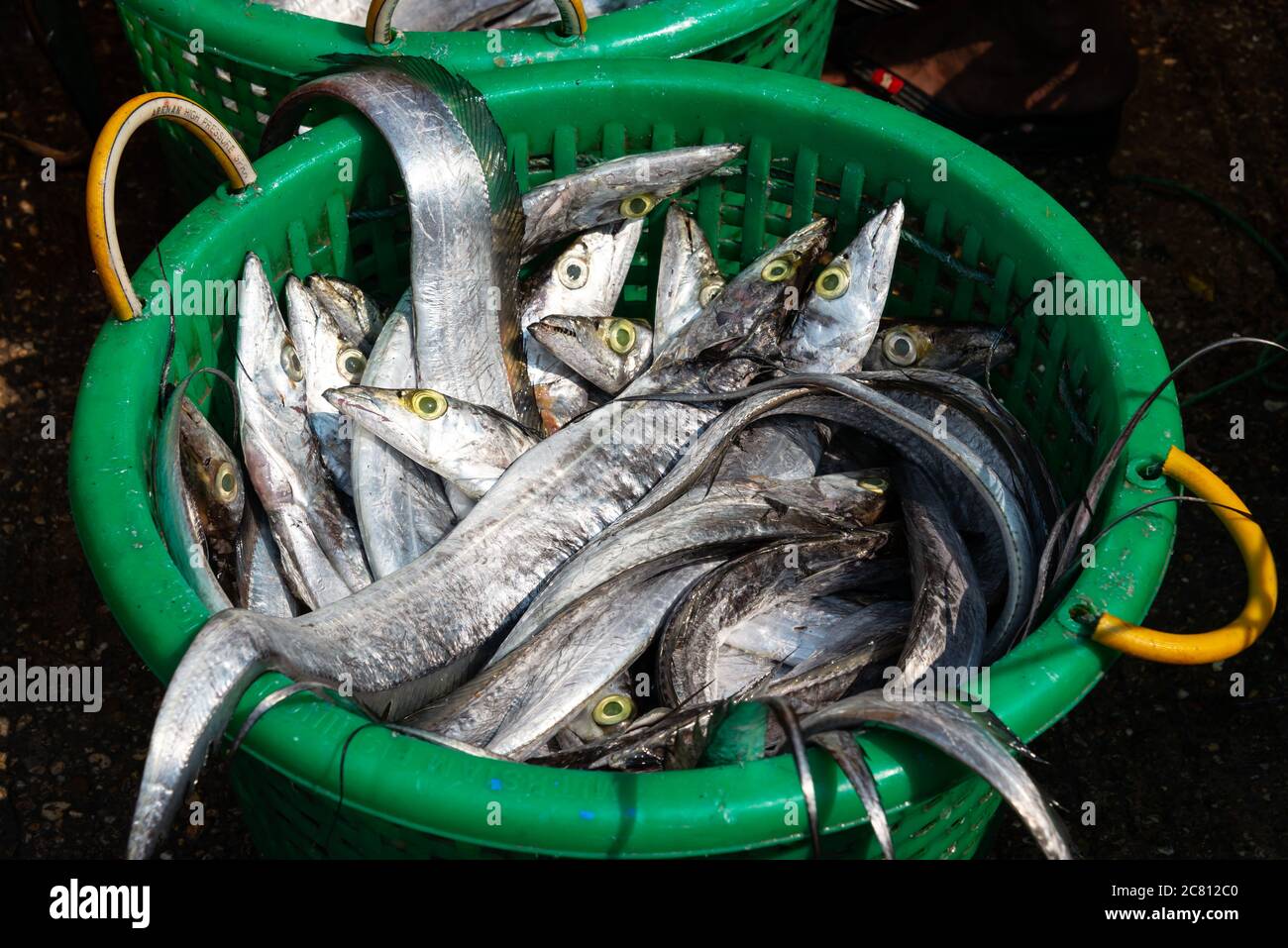 Korb mit frischen rohen Bandfischen auf dem Fischmarkt in Yangon Burma, Myanmar Stockfoto
