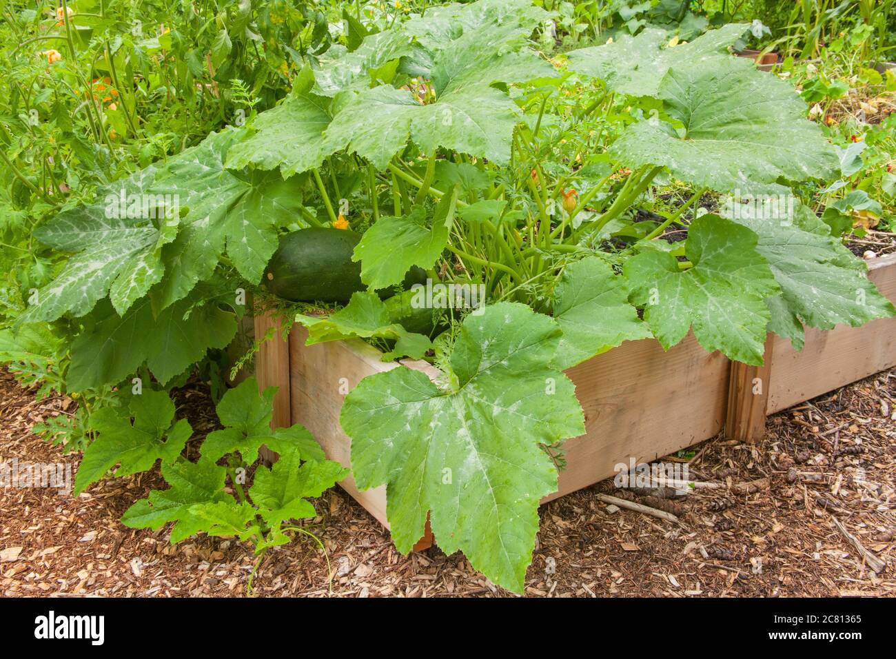 Große Zucchini wächst in einem Hochbeet Garten in Issaquah, Washington, USA Stockfoto