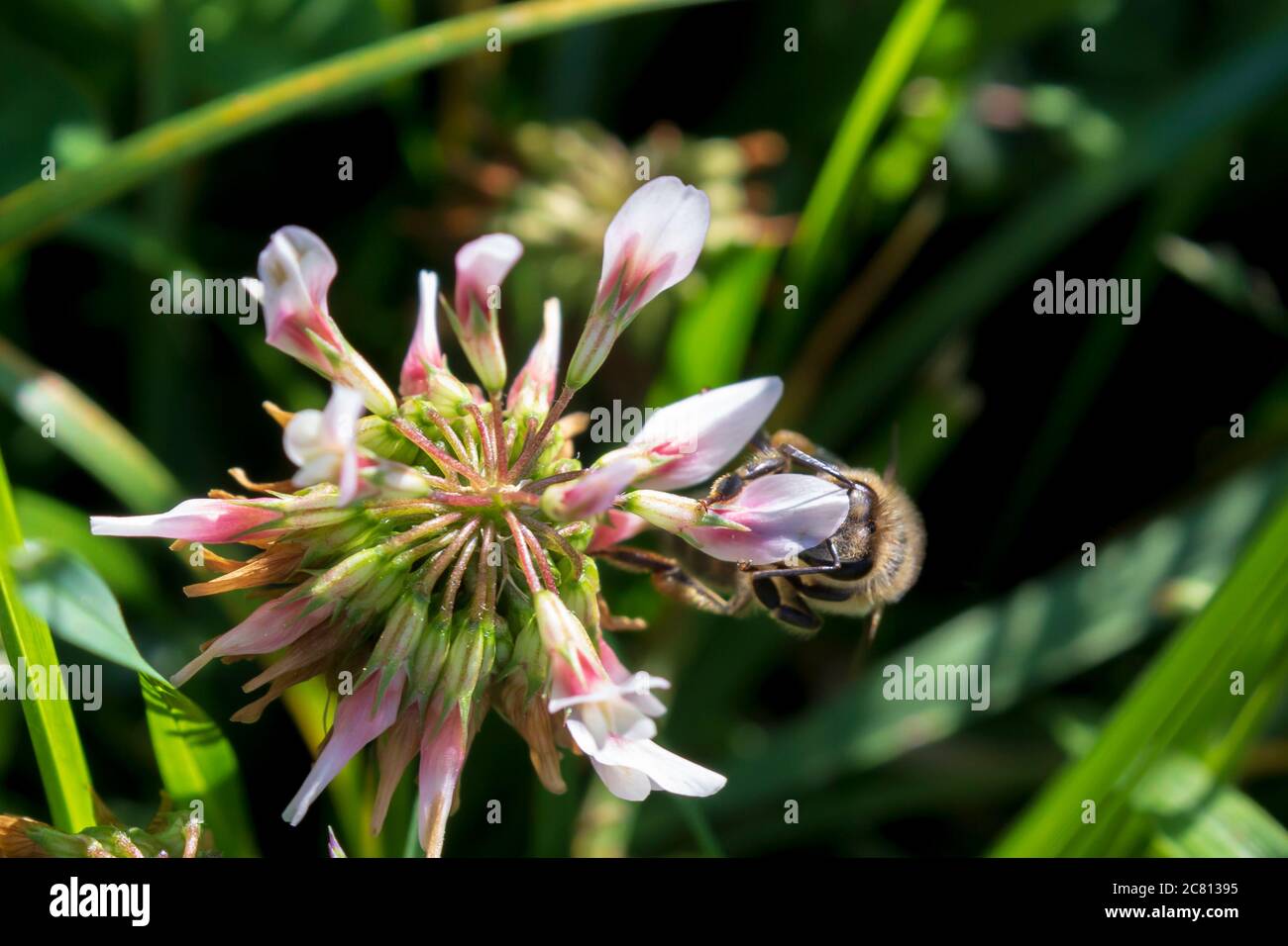 Weibliche Honigbiene sammelt Pollen. Honigbienen unter Risiko wegen nicht-Kontrolle Pestizid Anwendung Stockfoto