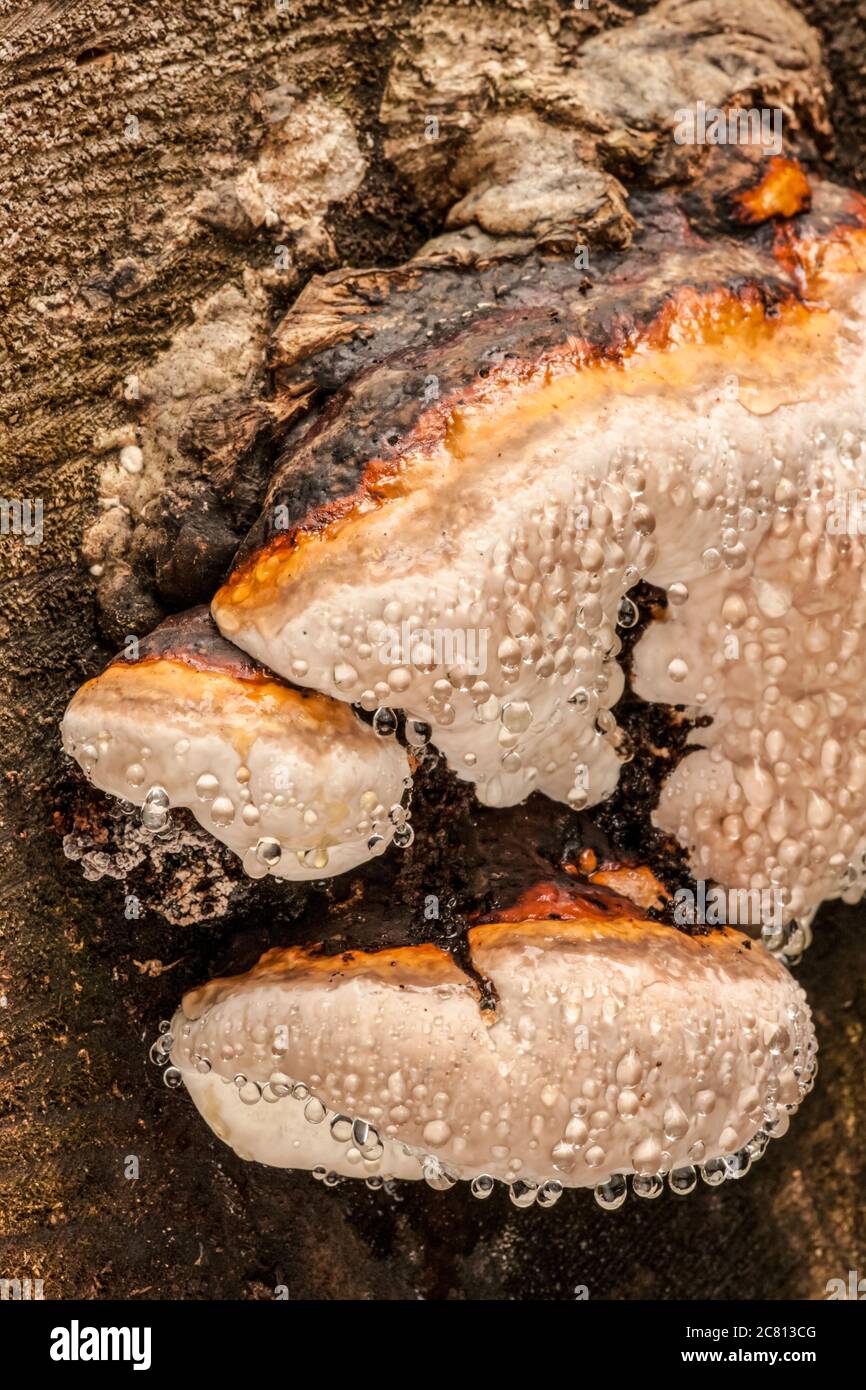 Red-Belt Conk (Fomitopsis pinicola) Pilz im Mirrorwmont Park im Westen von Washington. Es verursacht eine Braunfäule vor allem in Nadelbäumen. Es ist ein großes p Stockfoto