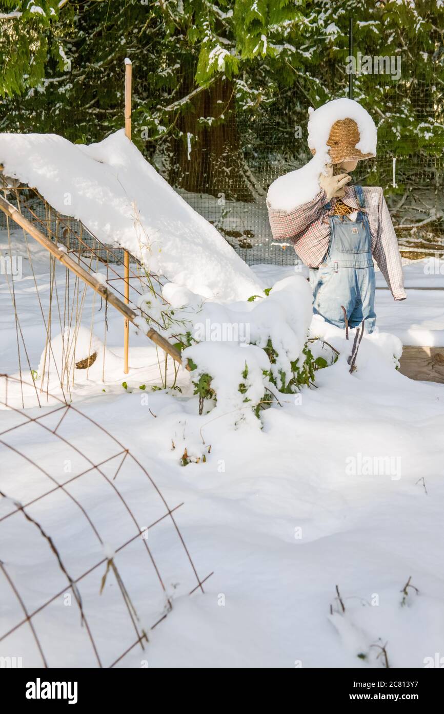 Verschneite Vogelscheuche, Garten und schiefen Spalier in Issaquah, Washington, USA Stockfoto