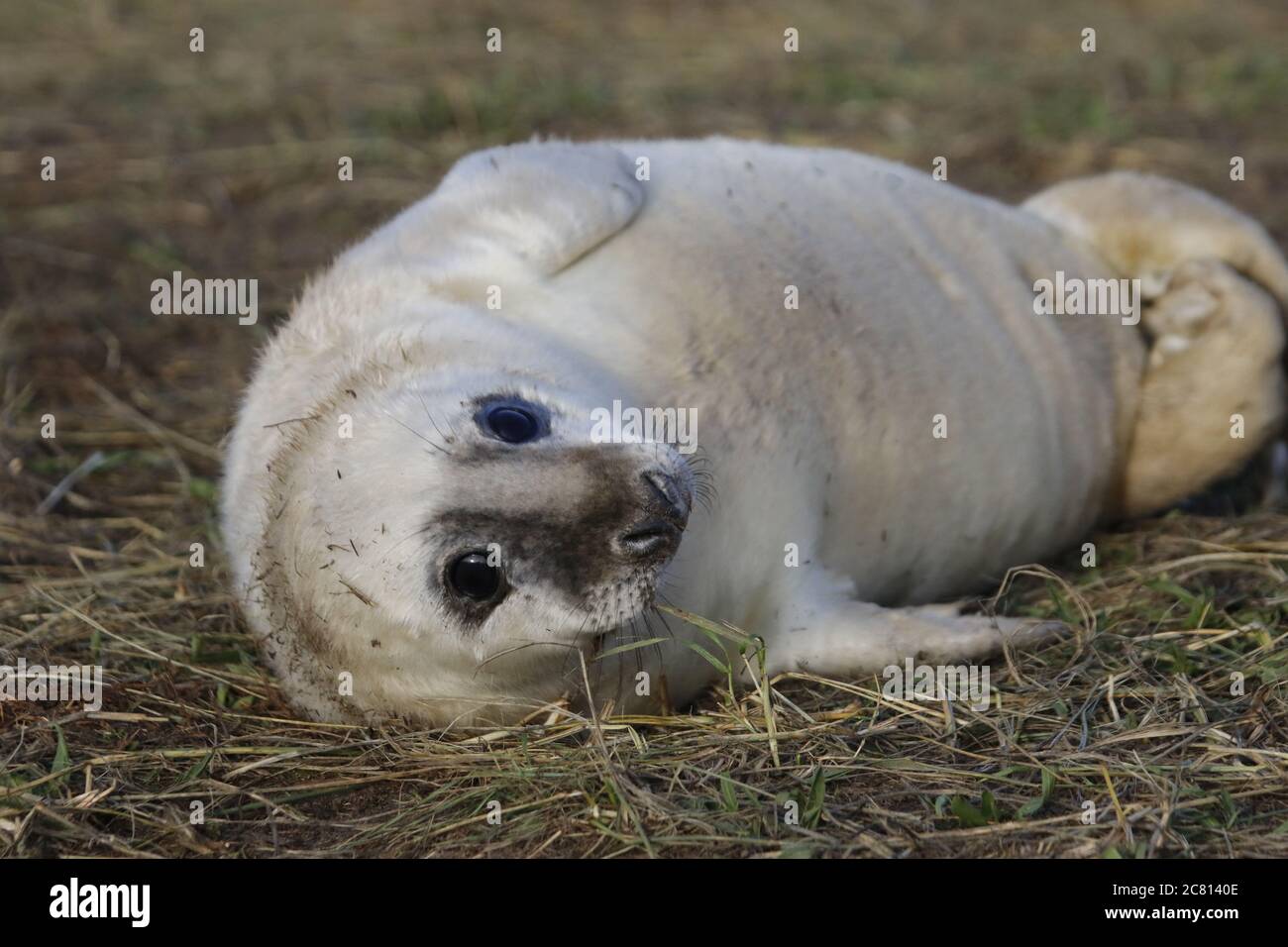 Kegelrobben Welpen und Erwachsene entspannen am Strand Stockfoto
