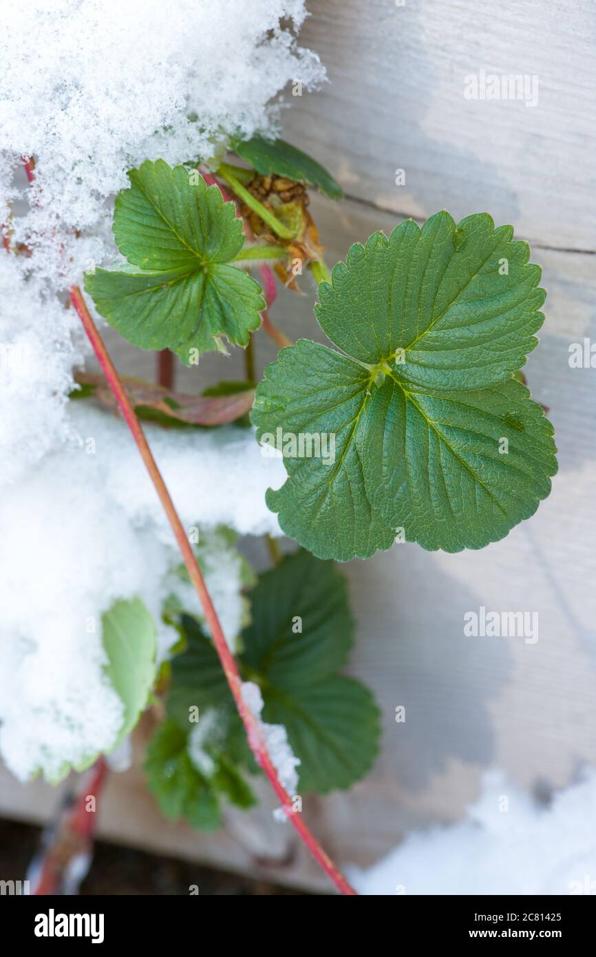 Erdbeerpflanzen Im Winter