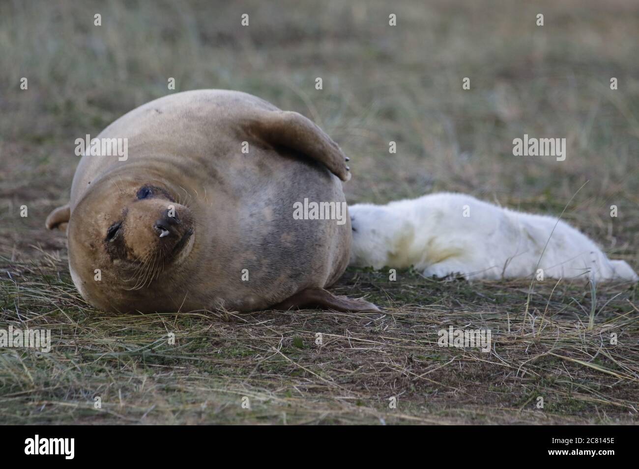 Süße Strandbilder Stockfotos und -bilder Kaufen - Alamy