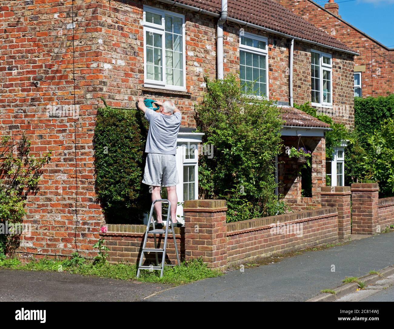 Mann trimmen Laub im Vorgarten im Dorf East Cottingwith, East Yorkshire, England Großbritannien Stockfoto