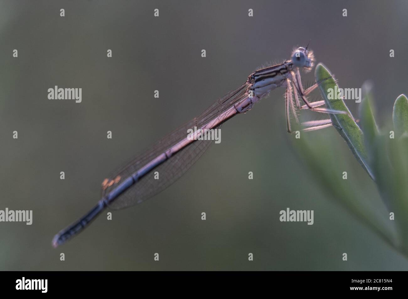 Libelle zeigt Augen und Flügel Detail.Makro-Aufnahmen, schöne Naturszene Libelle. Stockfoto