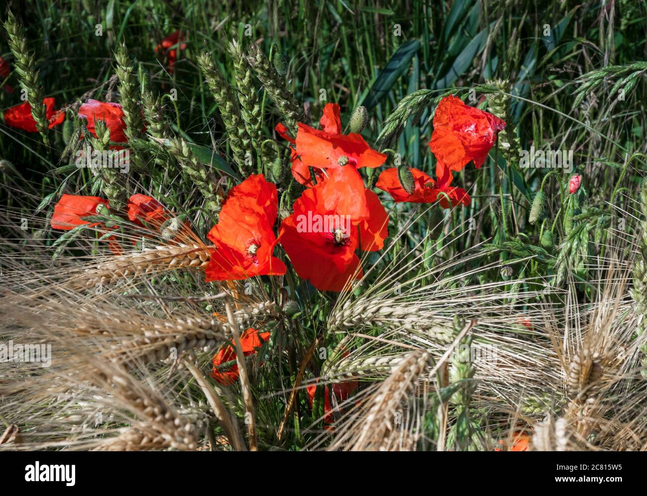 Mohnblumen - gemeine Wildblumen / Unkraut im Sommer Ackerland in der englischen Landschaft die gemeine Mohnblume Papaver rhoeas Stockfoto