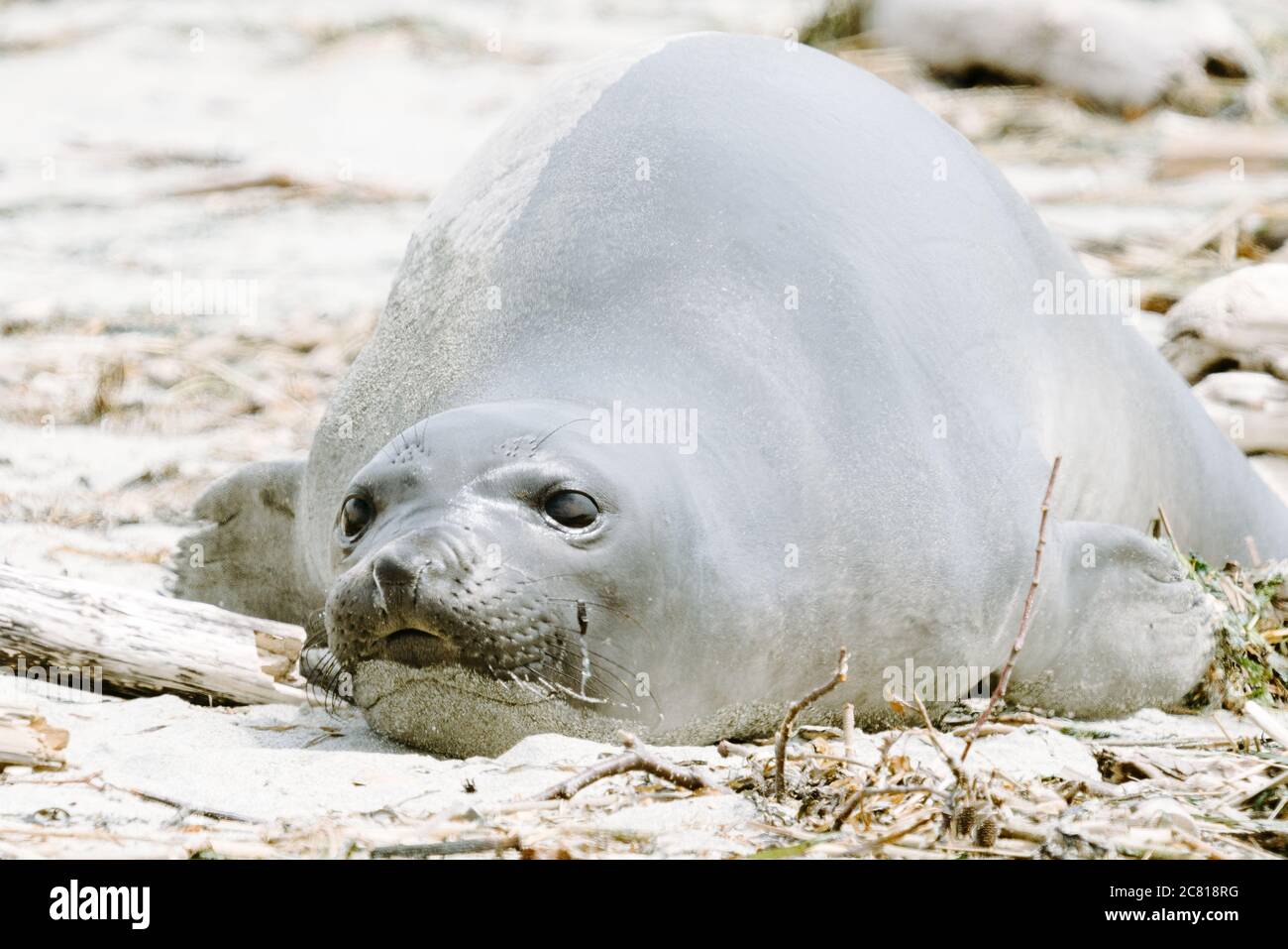 Direkt auf der Ansicht eines Northern Elephant Seal liegend Ein Sandstrand Stockfoto