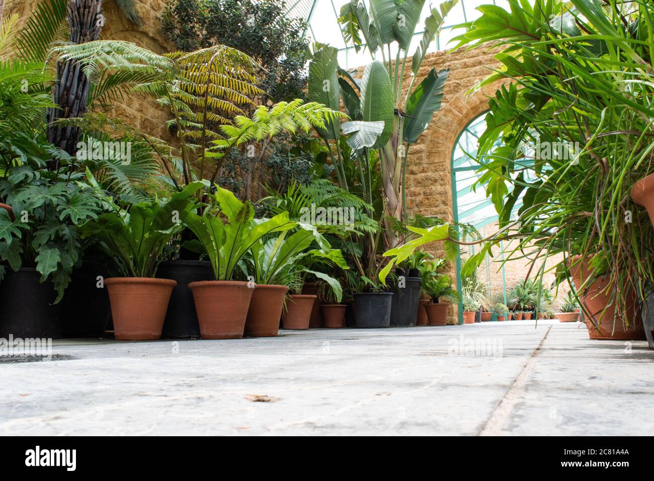 Tropisches botanisches großes Glasgewächshaus gefüllt mit üppigen Zimmerpflanzen in Somerset. Stockfoto
