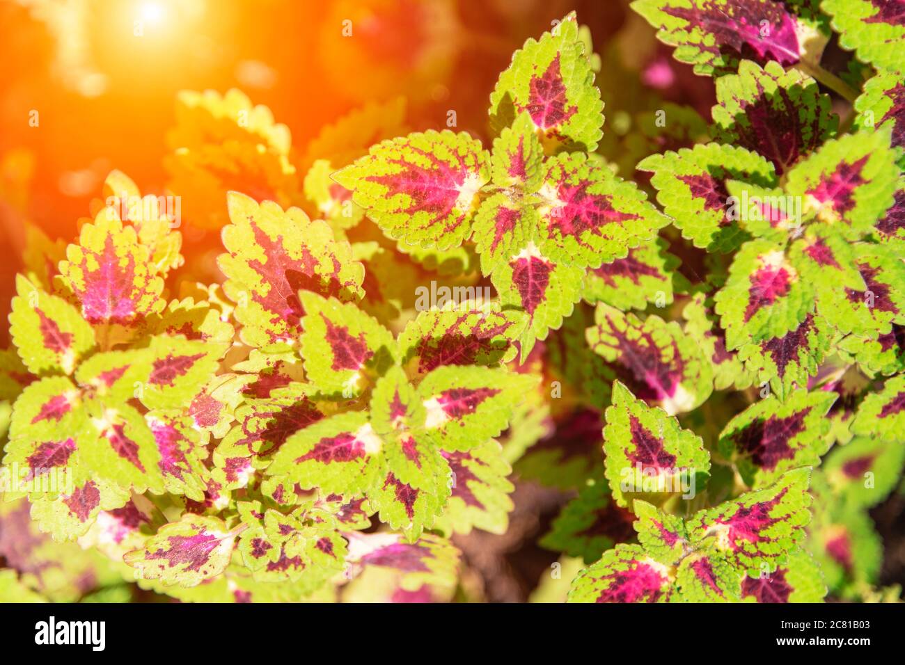 Rote und grüne Blätter der Coleus-Pflanze im Sonnenlicht. Plectranthus scutellarioides Stockfoto