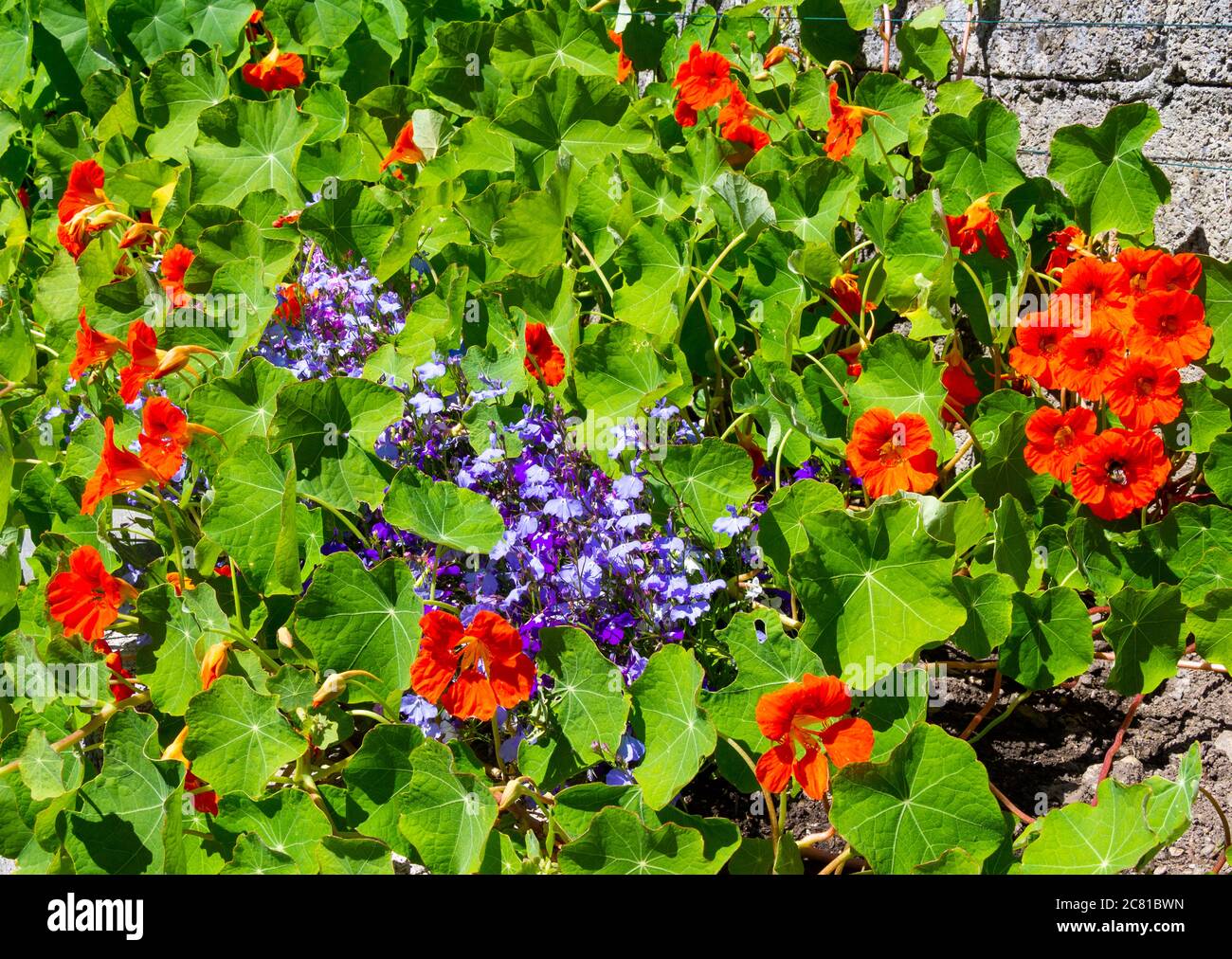 Nasturtien wachsen durch Lobelia in einer Gartengrenze. Stockfoto