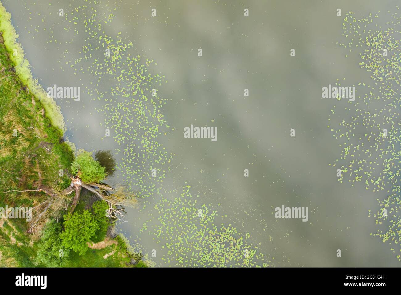 Luftaufnahme eines Seeufers mit grünen Seerosblättern, die auf dem Wasser schweben. Stockfoto