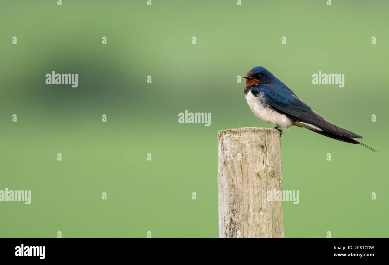 Ein Haus Martin auf einem hölzernen Zaunpfosten, North Yorkshire. Stockfoto