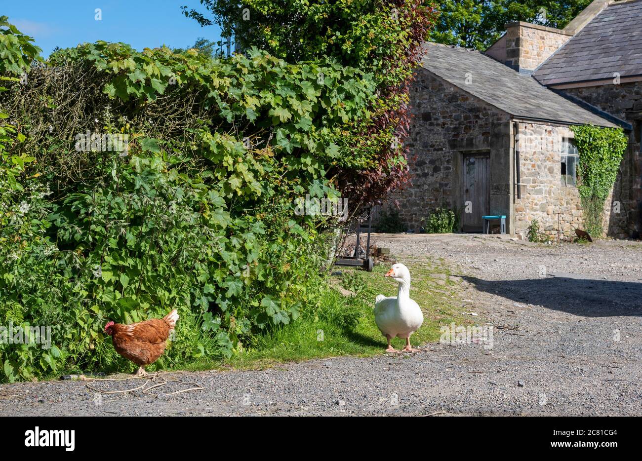 Eine weiße Gans und Henne in einem Bauernhof, Leagram Mill, Chipping, Preston, Lancashire. Stockfoto