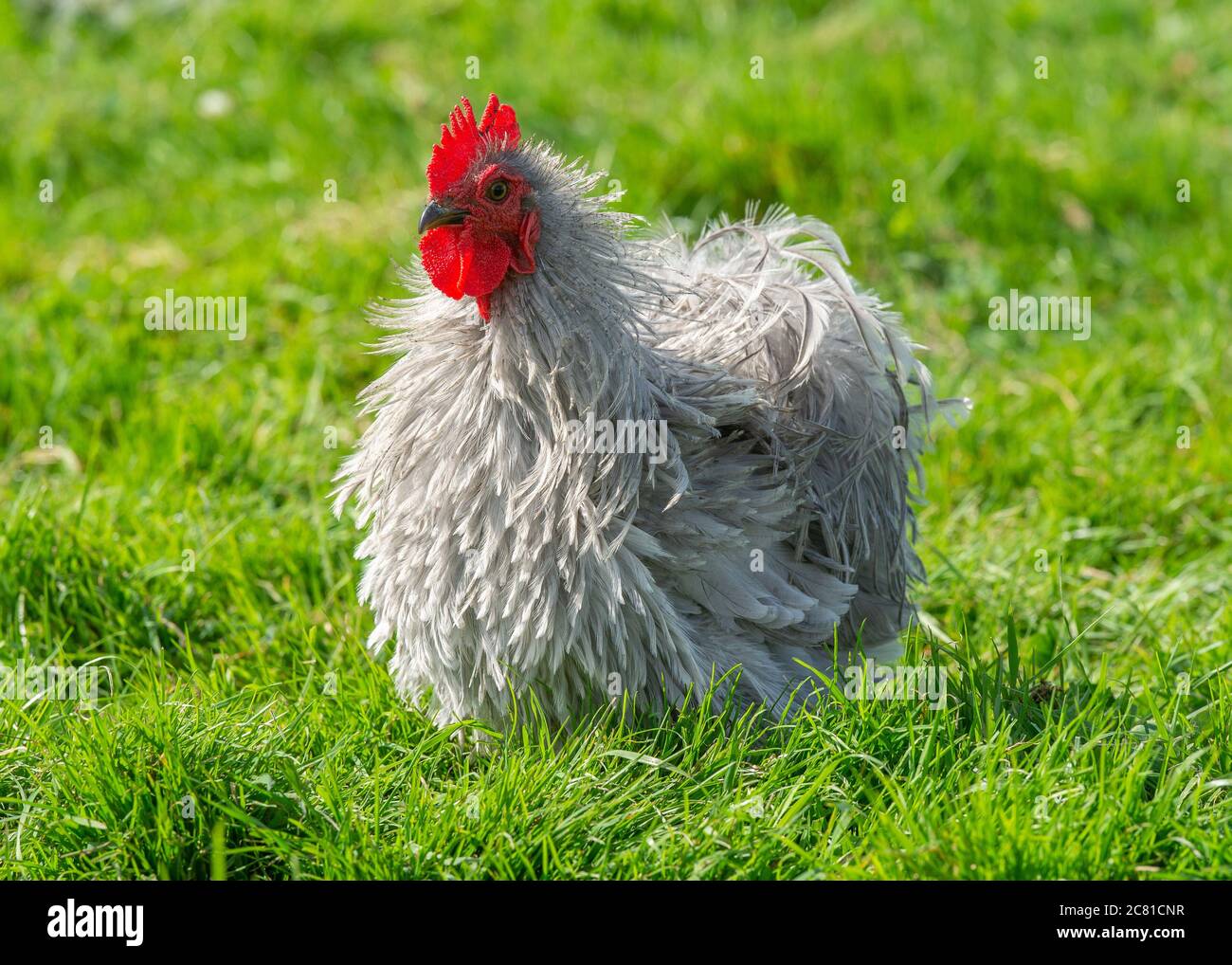 Lavendel Frizzle Pekin Bantam Henne, Staffordshire, Großbritannien Stockfoto