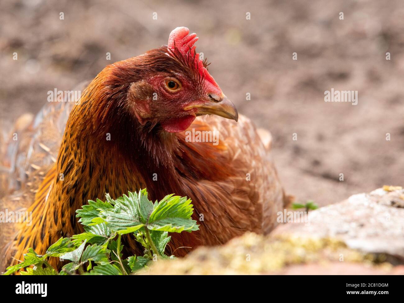 Eine Welsummer Hühner unter Erdbeere Pflanzen in einem Garten, Chipping, Lancashire sitzen. Stockfoto
