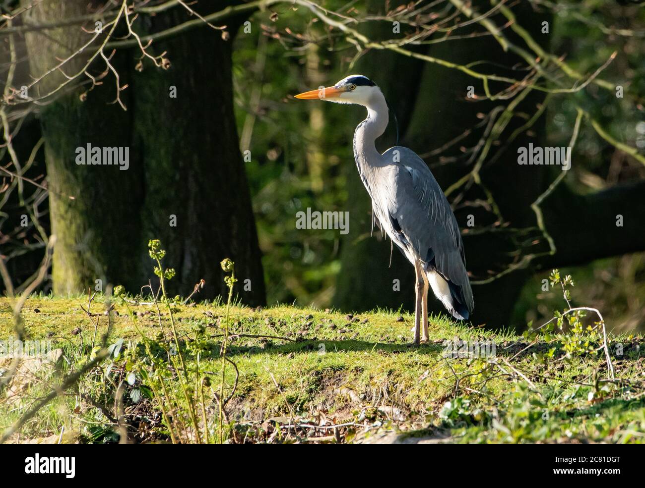 A Grey Heron, Chipping, Preston, Lancashire, Großbritannien Stockfoto