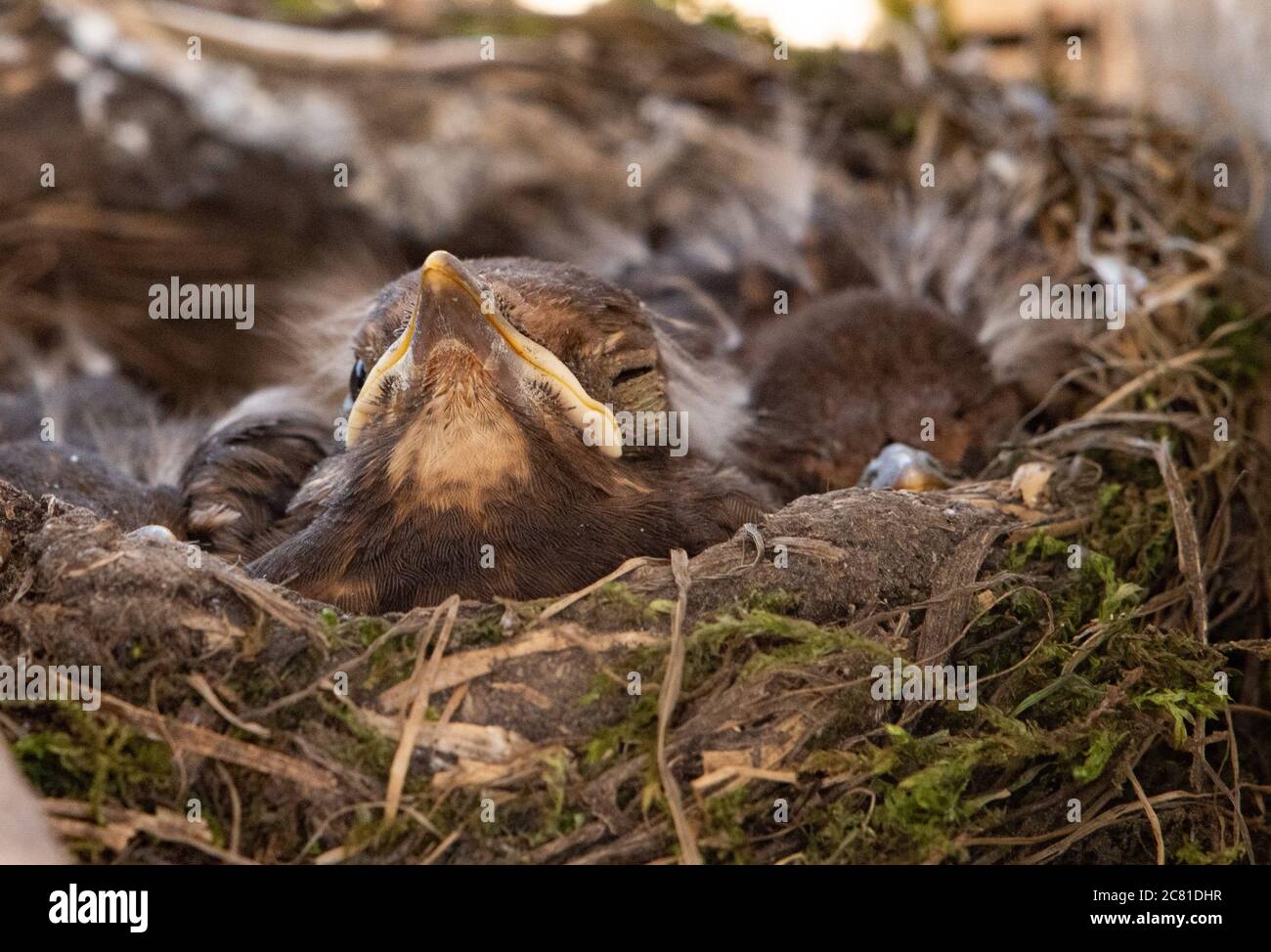 Blackbird Küken in einem Nest, Chipping, Preston, Lancashire, England, Vereinigtes Königreich. Stockfoto