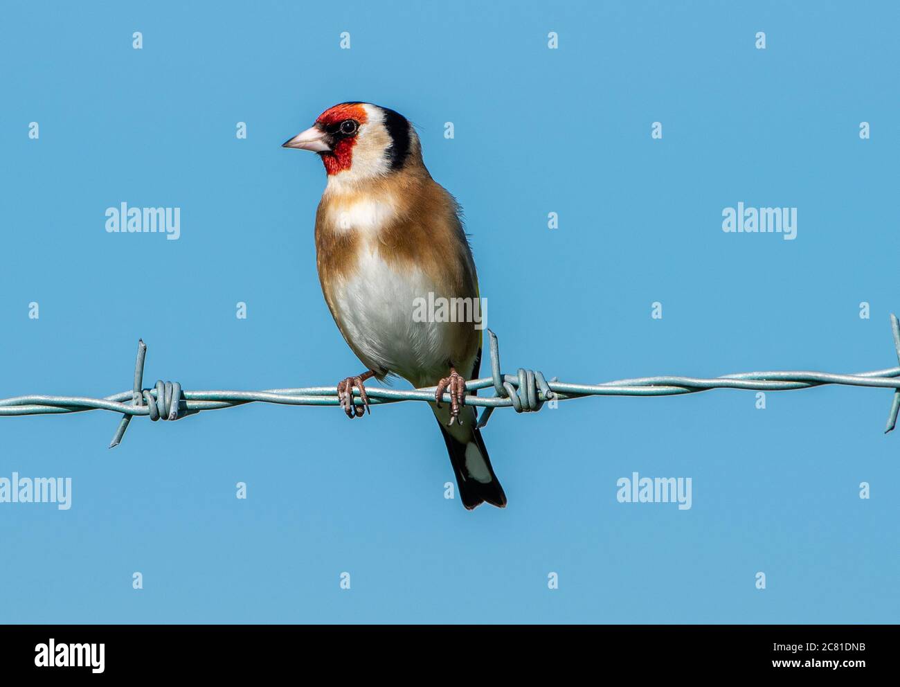 Europäischer Goldfinch auf einem Stacheldrahtzaun, Chipping, Preston, Lancashire, Großbritannien Stockfoto