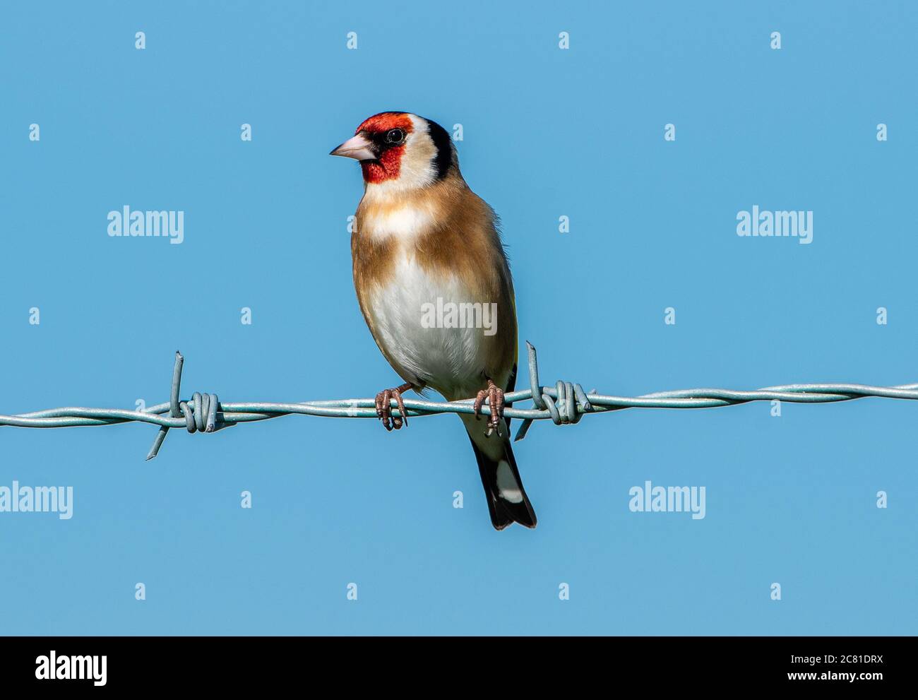 Europäischer Goldfinch auf einem Stacheldrahtzaun, Chipping, Preston, Lancashire, Großbritannien Stockfoto