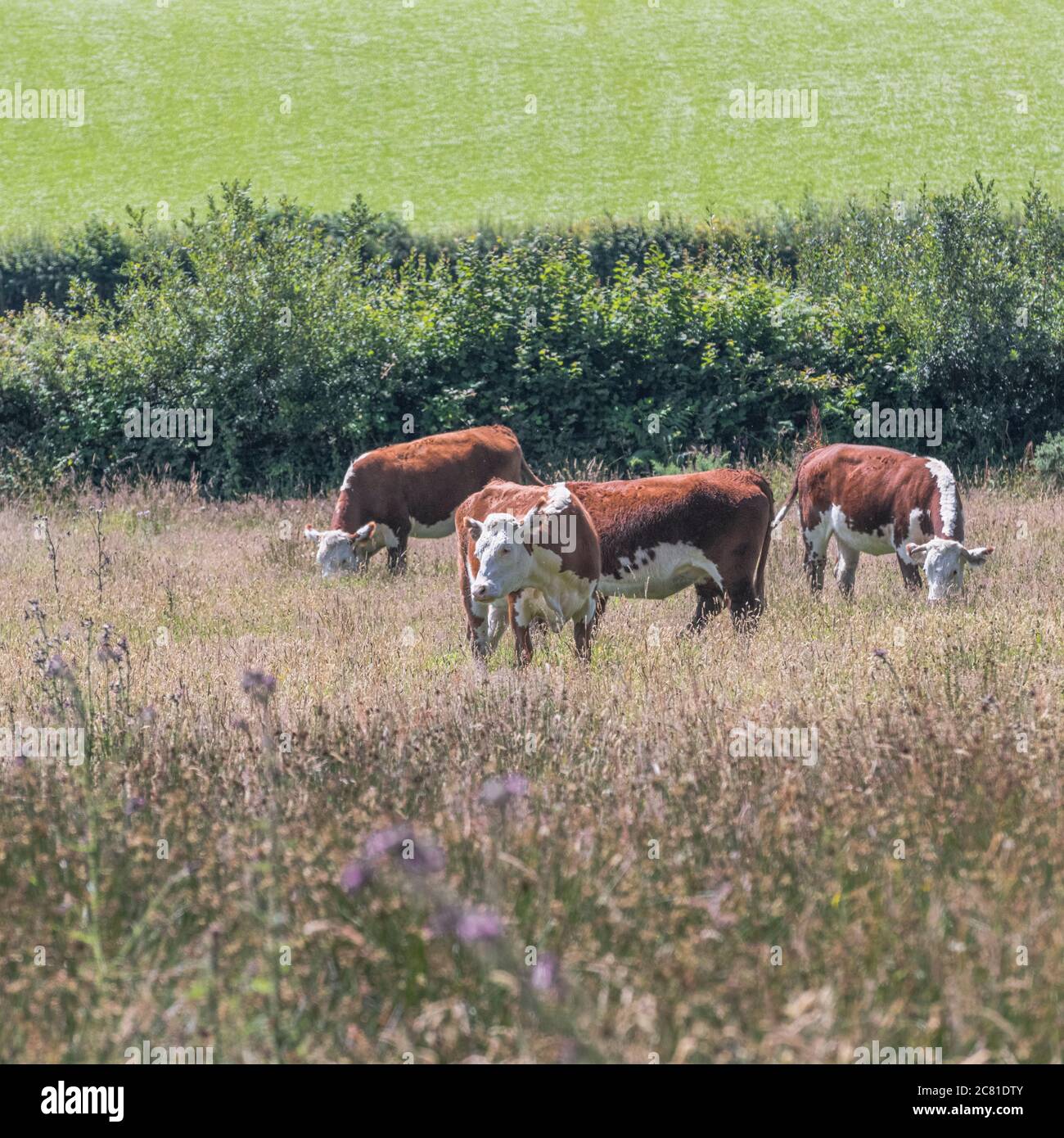 Rinder weiden auf Weiden. Es wird angenommen, dass Hereford Rinderrasse ist. Für die britische Viehwirtschaft, Viehzucht, Kühe, britische Rinderrassen, britisches Rindfleisch. Stockfoto