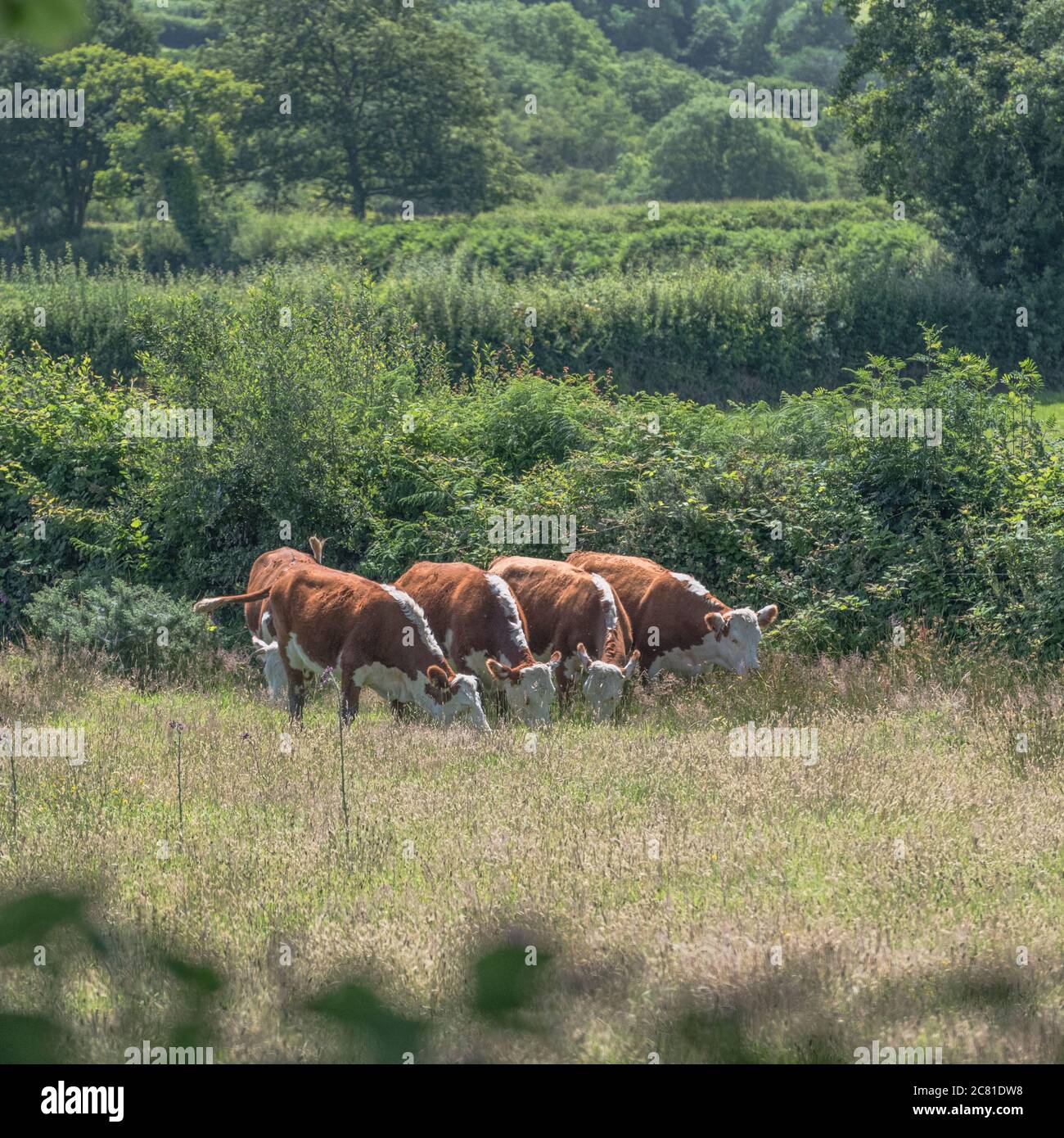 Rinder weiden auf Weiden. Es wird angenommen, dass Hereford Rinderrasse ist. Für die britische Viehwirtschaft, Viehzucht, Kühe, britische Rinderrassen, britisches Rindfleisch. Stockfoto