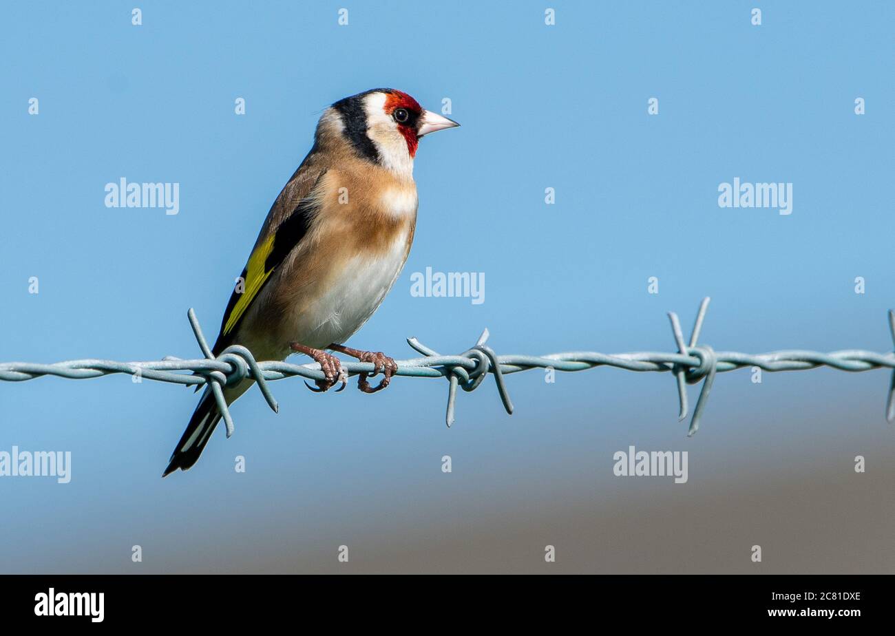 Europäischer Goldfinch auf einem Stacheldrahtzaun, Chipping, Preston, Lancashire, Großbritannien Stockfoto