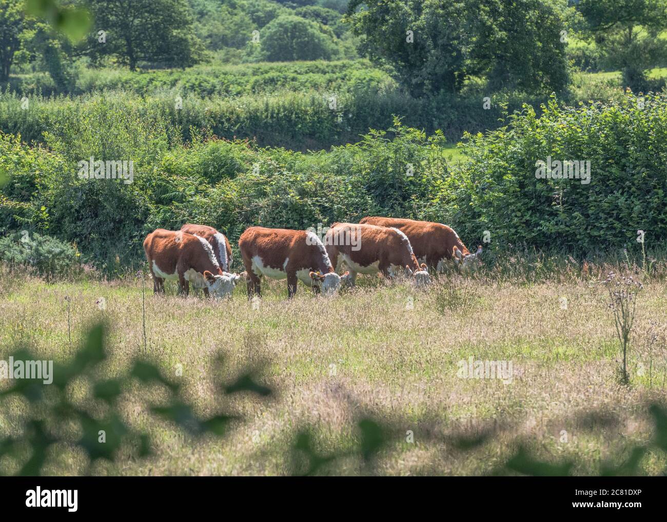 Rinder weiden auf Weiden. Es wird angenommen, dass Hereford Rinderrasse ist. Für die britische Viehwirtschaft, Viehzucht, Kühe, britische Rinderrassen, britisches Rindfleisch. Stockfoto