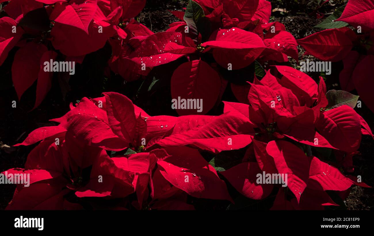 Atemberaubende rote Samt Poinsettia oder Euphorbia pulcherrima, eine beliebte Weihnachtsblumen-Pflanze, wächst draußen, unter hellem Licht Stockfoto