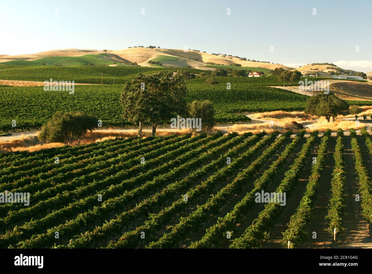 Küsteneichen, die in den Weintraubenreihen in einem Weinberg von Paso Robles stehen Stockfoto