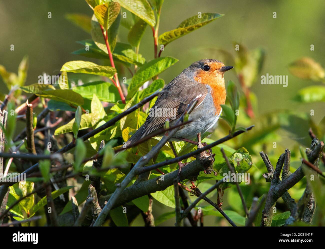 Ein Rotkehlchen in einer Hecke, Chipping, Preston, Lancashire, Großbritannien Stockfoto