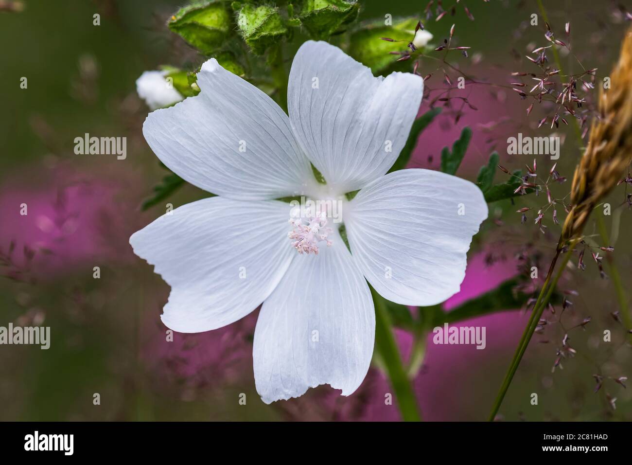 Sidalcea blüht in einem Blumengarten; Astoria, Oregon, Vereinigte Staaten von Amerika Stockfoto