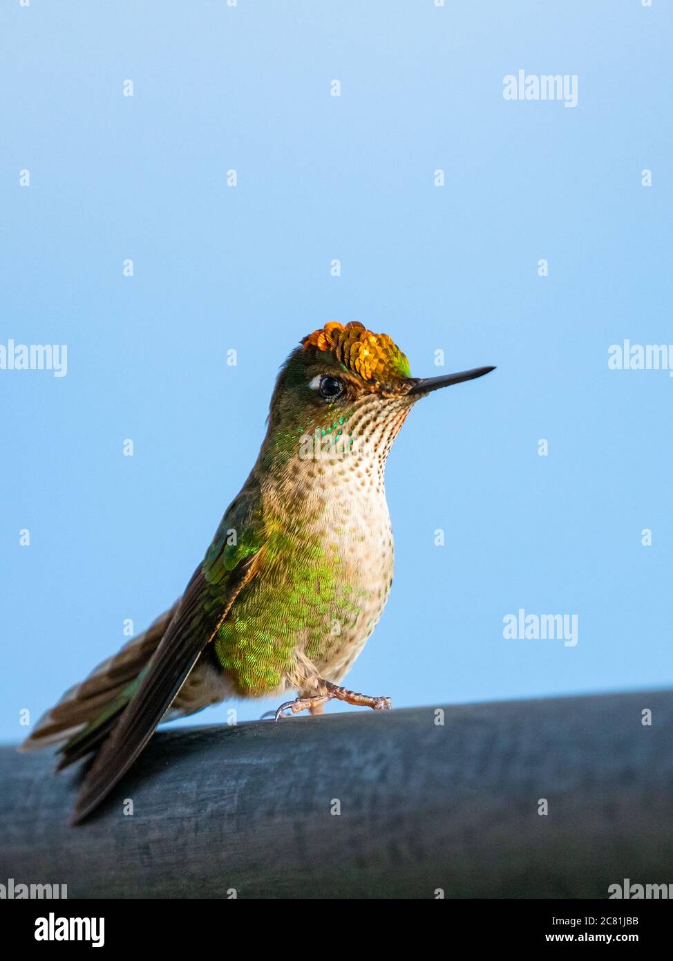 Porträt eines bunten Kolibris auf einem Geländer gegen bewölkten Himmel thront Stockfoto
