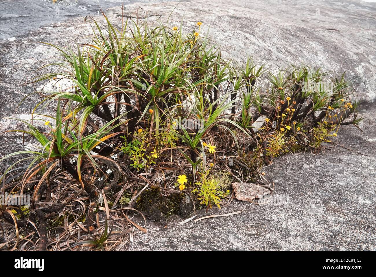 Lokale Flora - Gras und kleine Blumen, die meisten davon endemisch in Madagaskar wächst über Felsen im Andringitra Nationalpark wie während der Wanderung zu Gipfel gesehen Stockfoto