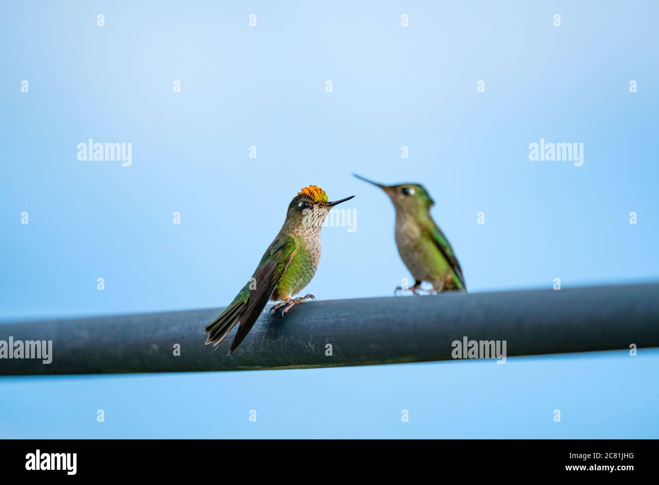 Porträt von zwei bunten Kolibri auf einem Geländer gegen bewölkten Himmel thront Stockfoto