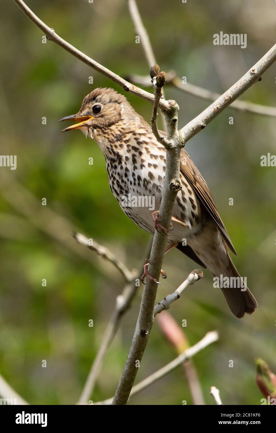 A Song Thrush, Chipping, Preston, Lancashire, England, Vereinigtes Königreich. Stockfoto