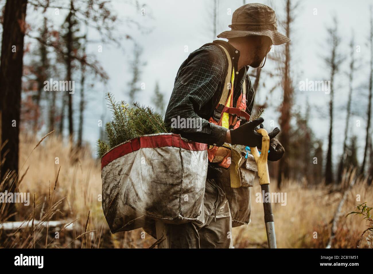 Mann, der in entwaldeten Bereich des Waldes arbeitet. Waldranger mit Säcken von neuen Setzlingen und Schaufel. Stockfoto