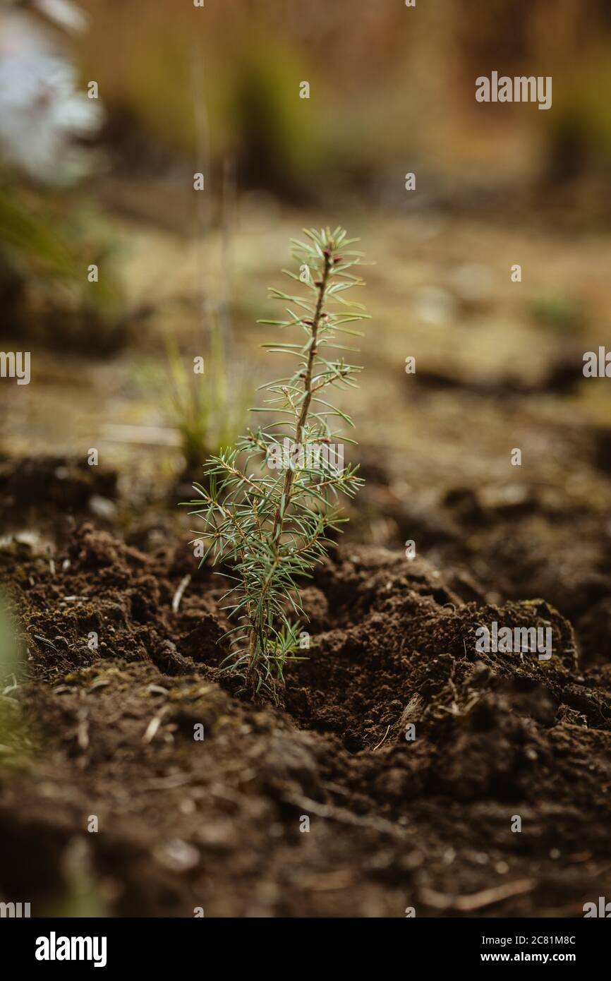 Nahaufnahme eines neu gepflanzten Kiefernkeimlings im Wald. Wiederaufforstung nach Entwaldung. Stockfoto
