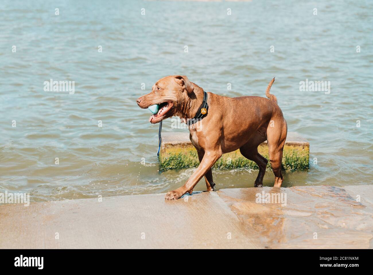 Nasser Hund mit Ball an einem See Stockfoto