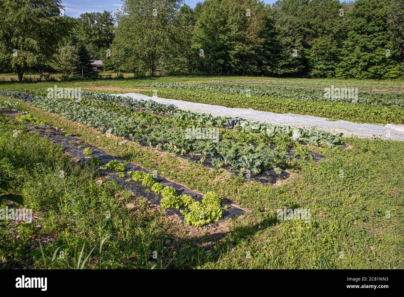 Ein großer Marktgarten auf einem Bauernhof in Massachusetts Stockfoto