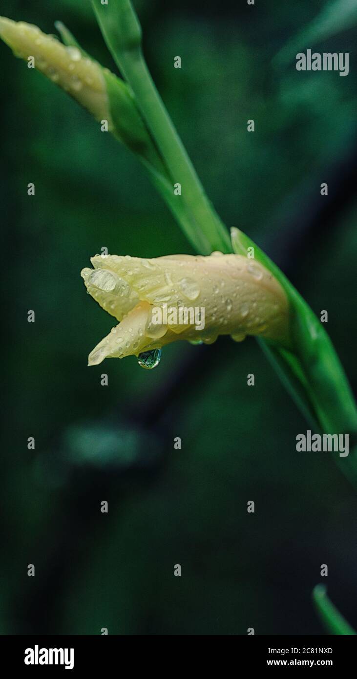 Nahaufnahme der gelben Gladiolus Blume Knospe mit Regentropfen Morgen Wassertropfen schönen Garten Stockfoto