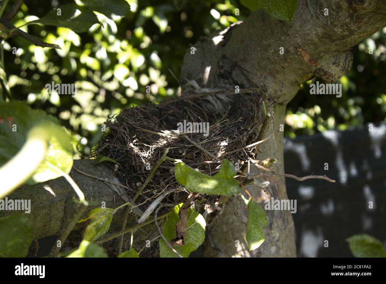 Nahaufnahme eines Honigvogelnests, das auf einem Apfel abgelegt wurde Pflanze auf verschwommenem Naturhintergrund Stockfoto