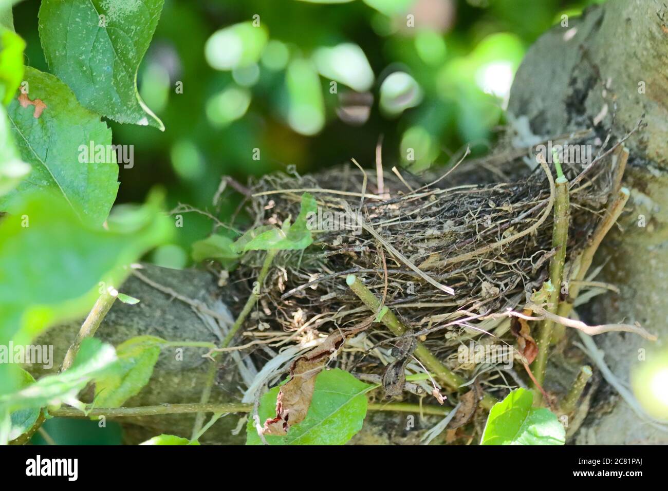 Nahaufnahme eines Honigvogelnests, das auf einem Apfel abgelegt wurde Pflanze auf verschwommenem Naturhintergrund Stockfoto