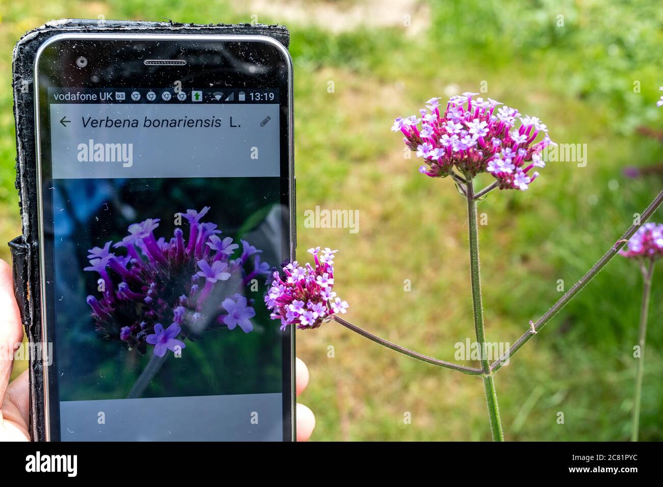 Plantnet App auf einem Handy zur Identifizierung oder ID von Pflanzen (Flora), neben Verbena bonariensis Blumen Stockfoto
