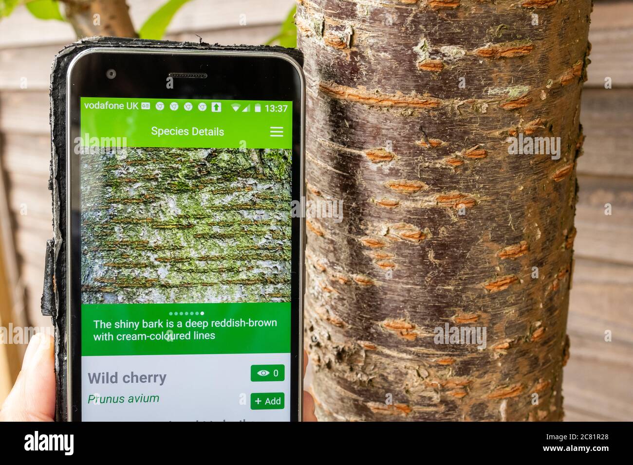 British Trees App des Woodland Trust auf einem Handy zur Identifizierung von britischen Baumarten, neben Rinde eines wilden Kirschbaums Stockfoto
