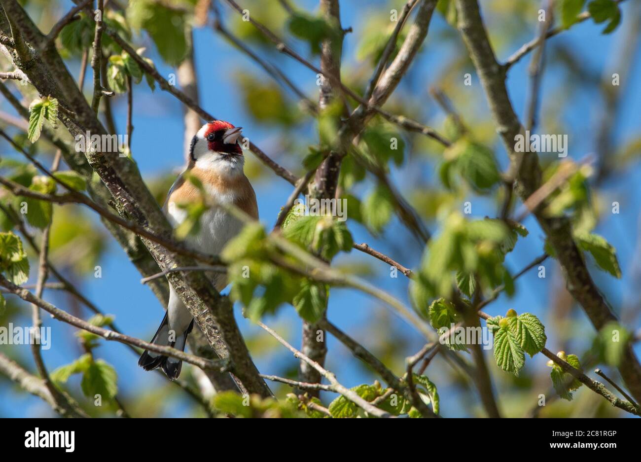 Europäischer Goldfink in einem Baum, Chipping, Preston, Lancashire, Großbritannien Stockfoto